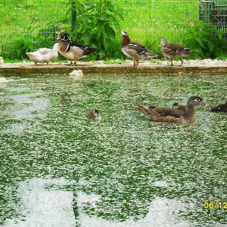 Pokoje Goscinne Ostoja Hotel Mirsk