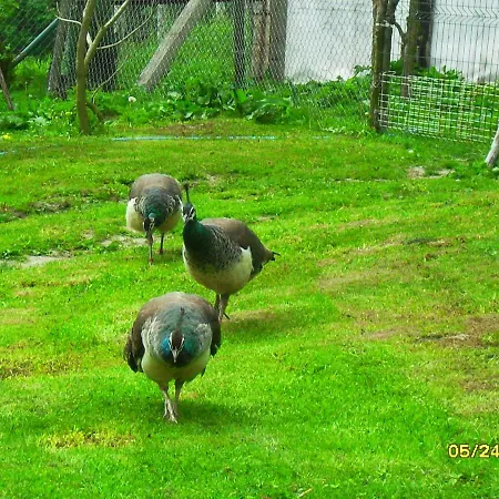 Pokoje Goscinne Ostoja * Mirsk