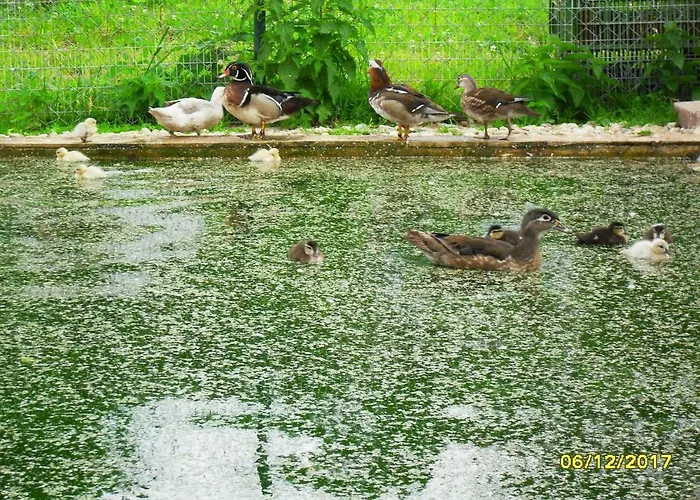 Pokoje Goscinne Ostoja فندق Mirsk