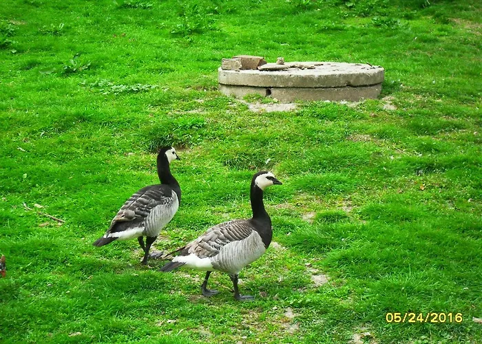 Pokoje Goscinne Ostoja فندق *