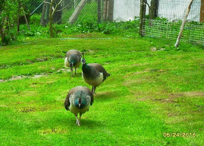 Pokoje Goscinne Ostoja * Mirsk