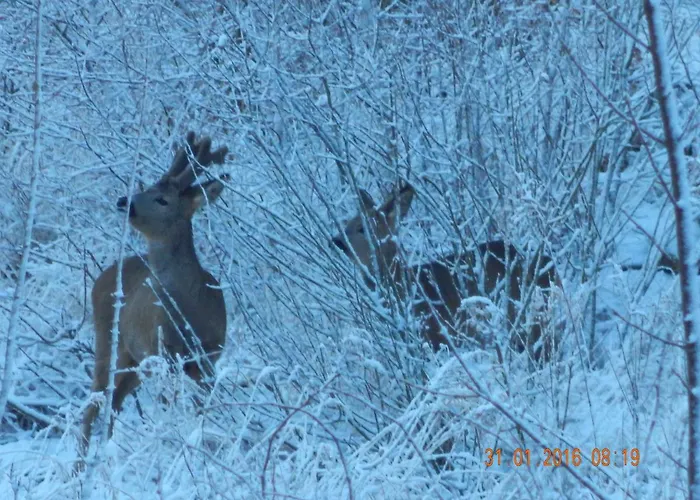 Pokoje Goscinne Ostoja Mirsk