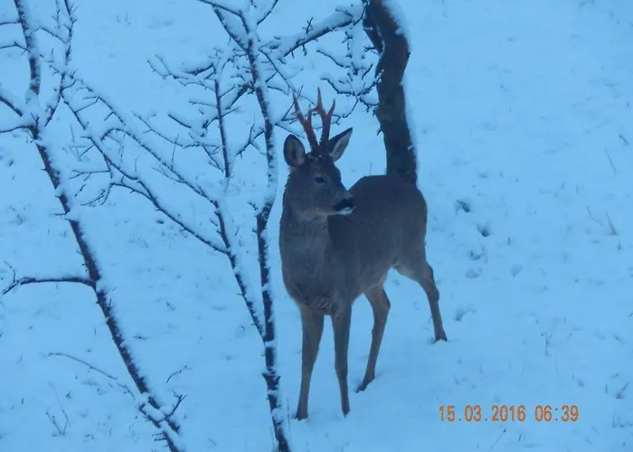 فندق Pokoje Goscinne Ostoja *